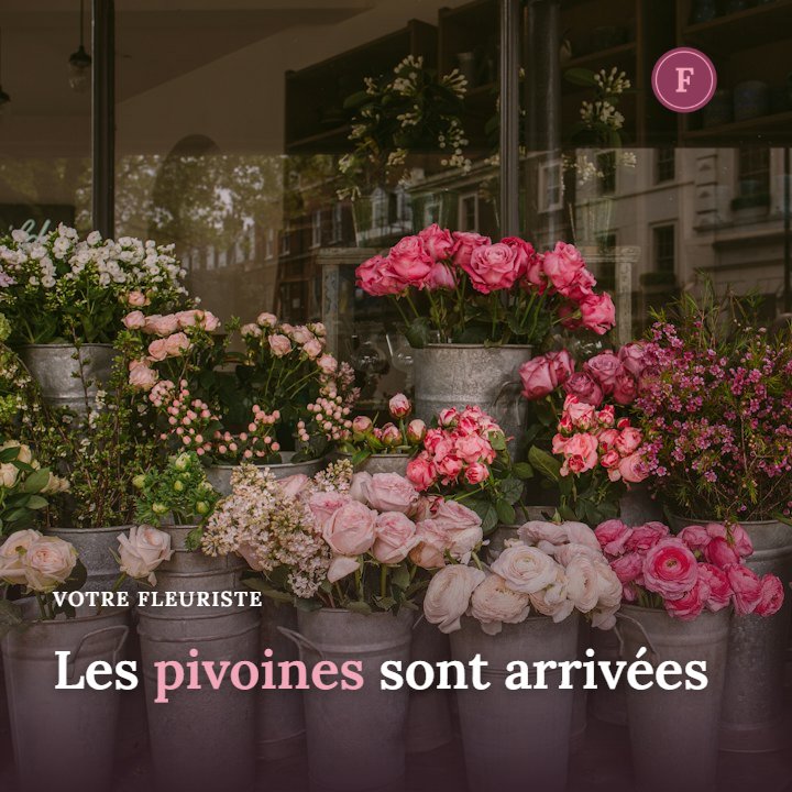 Les pivoines sont arrivées